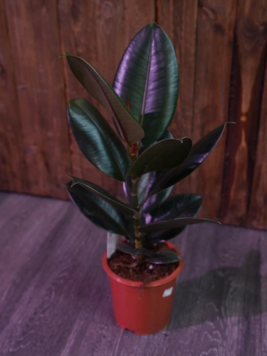 Fikus elastica 'Abidjan' ⌀17cm