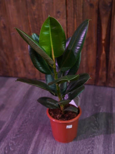 Fikus elastica 'Robusta' ⌀17cm