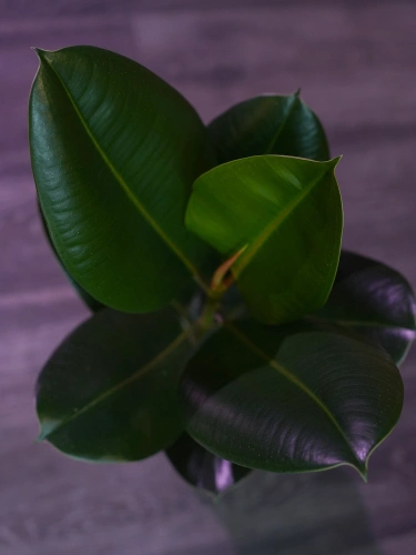 Fikus elastica 'Robusta' ⌀17cm