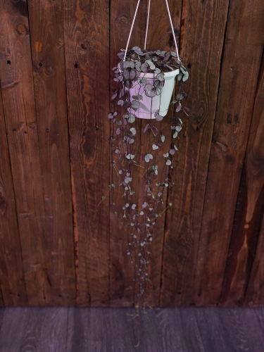 Ceropegia woodii Silver Glory ⌀14cm