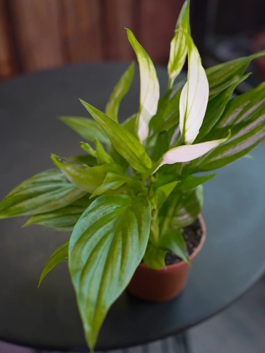 Spathiphyllum 'Pearl Cupido' Skrzydłokwiat ⌀7cm