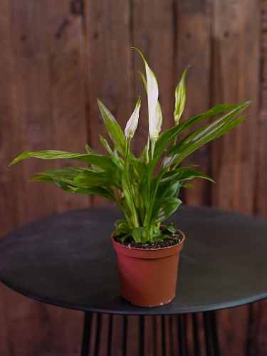 Spathiphyllum 'Pearl Cupido' Skrzydłokwiat ⌀7cm
