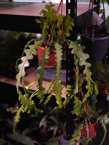 Epiphyllum anguliger ⌀10,5cm