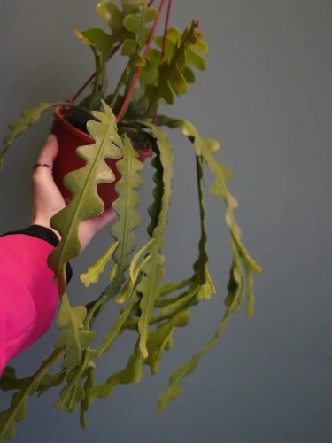 Epiphyllum anguliger ⌀10,5cm