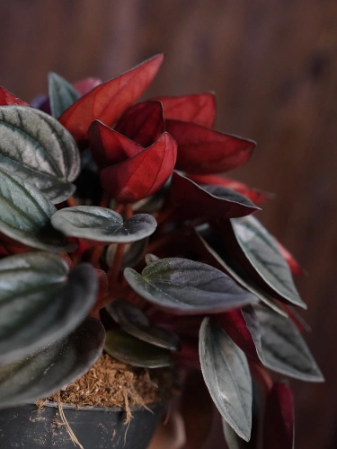 Peperomia 'Santorini' ⌀12cm