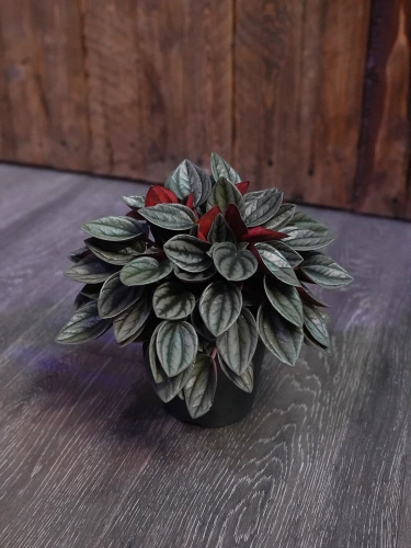 Peperomia 'Santorini' ⌀12cm