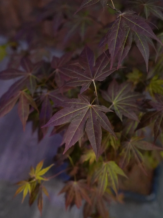 Bonsai Acer Palmatum Klon Palmowy