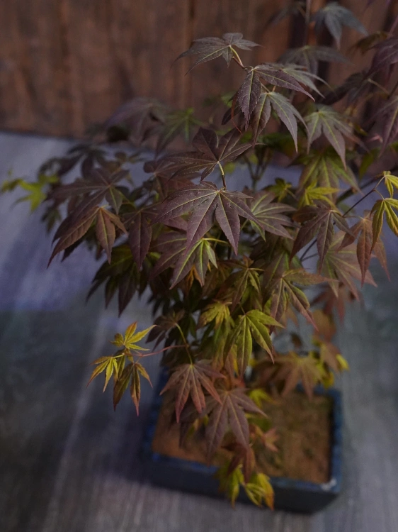 Bonsai Acer Palmatum Klon Palmowy