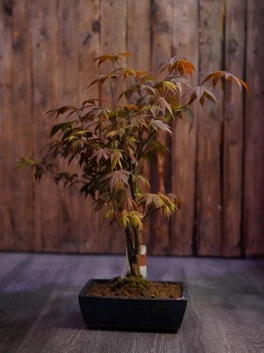 Bonsai Acer Palmatum Klon Palmowy