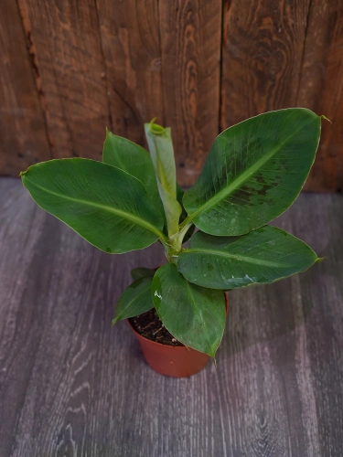 Musa Tropicana Bananowiec ⌀12cm