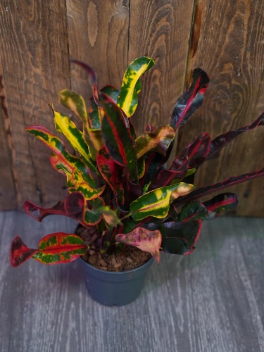 Codiaeum variegatum 'Mammi' Kroton ⌀12cm