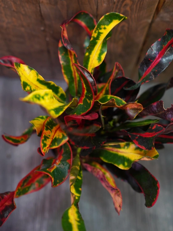 Codiaeum variegatum 'Mammi' Kroton ⌀12cm