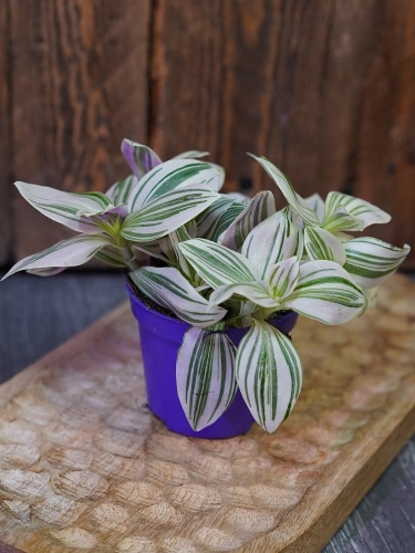 Tradescantia 'Unicorn' Trzykrotka ⌀7cm