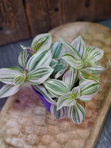 Tradescantia 'Unicorn' Trzykrotka ⌀7cm