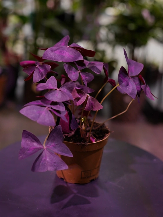 Oxalis triangularis 'Mijke' Szczawik ⌀12cm