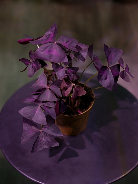 Oxalis triangularis 'Mijke' Szczawik ⌀12cm