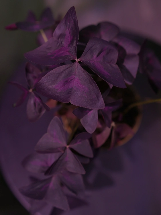 Oxalis triangularis 'Mijke' Szczawik ⌀12cm