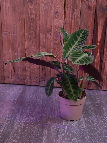 Calathea warscewiczii ⌀14cm