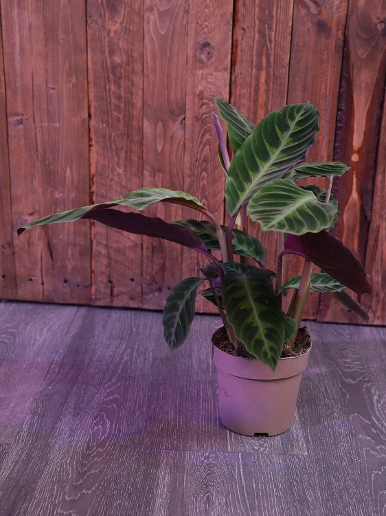 Calathea warscewiczii ⌀14cm