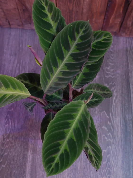 Calathea warscewiczii ⌀14cm