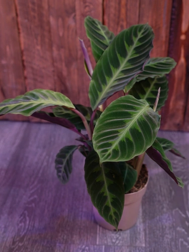 Calathea warscewiczii ⌀14cm