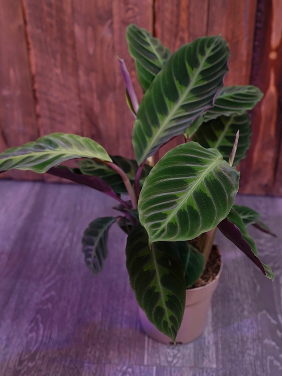 Calathea warscewiczii ⌀14cm