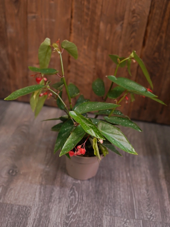 Begonia tamaya ⌀14cm