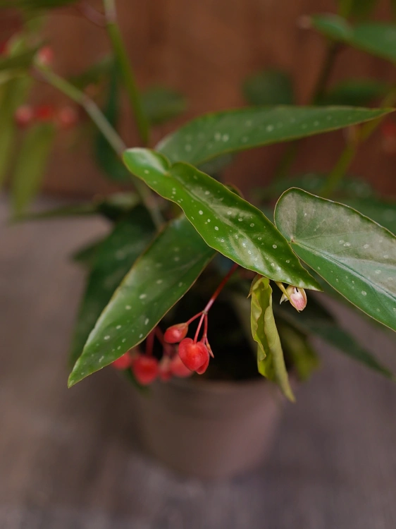 Begonia tamaya ⌀14cm