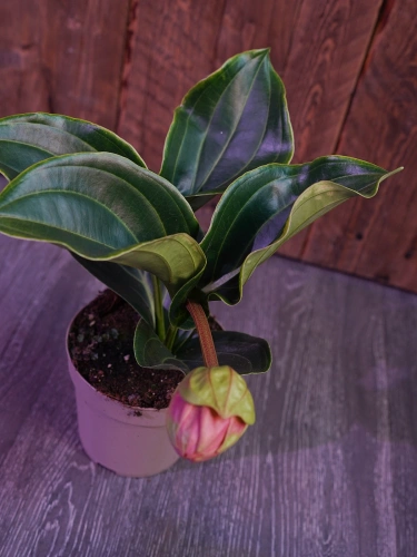 Medinilla magnifica 'Candy' ⌀14cm