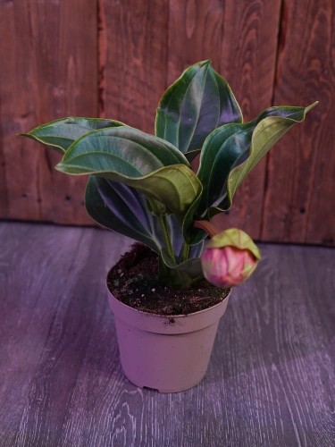 Medinilla magnifica 'Candy' ⌀14cm