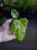 Monstera deliciosa 'Bulbasaur' ⌀6cm