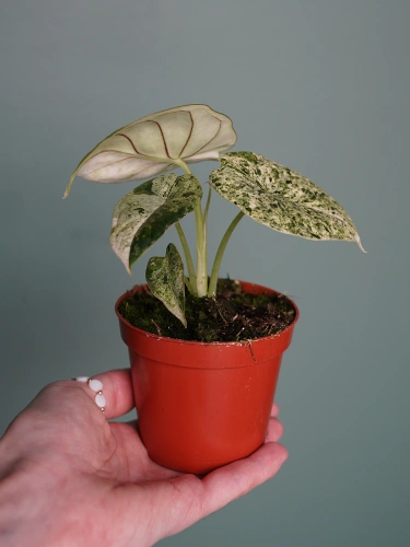 Alokazja 'Dragon Scale Mint' ⌀8cm