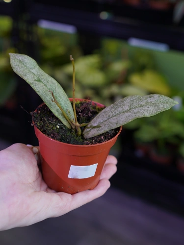 Hoya mitrata 'Silver' ⌀8cm