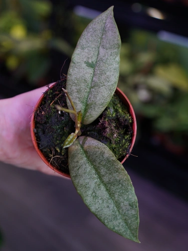 Hoya mitrata 'Silver' ⌀8cm