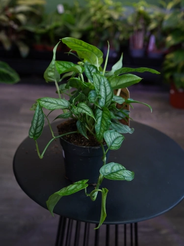 Monstera siltepecana ⌀12cm