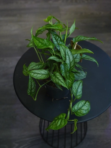 Monstera siltepecana ⌀12cm