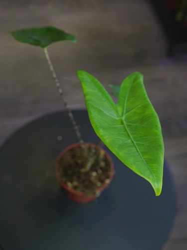 Alokazja zebrina ⌀10,5cm