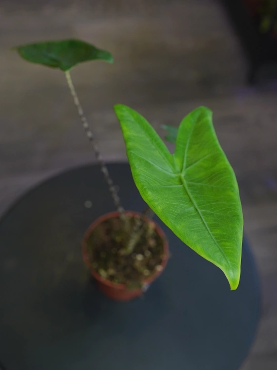 Alokazja zebrina ⌀10,5cm