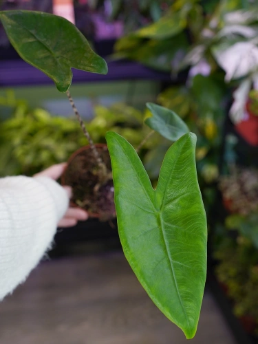 Alokazja zebrina ⌀10,5cm