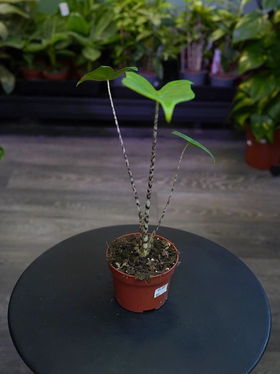 Alokazja zebrina ⌀10,5cm