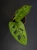 Monstera adansonii Mint ⌀6cm