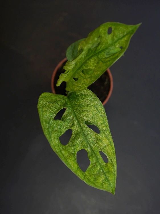 Monstera adansonii Mint ⌀6cm