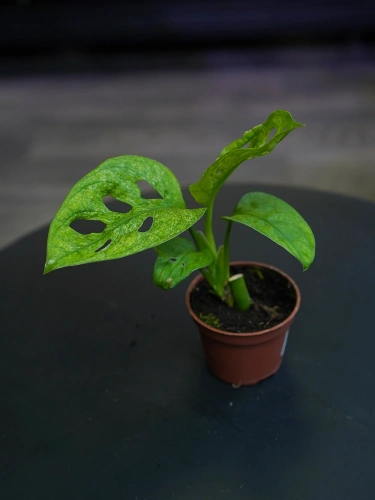 Monstera adansonii Mint ⌀6cm