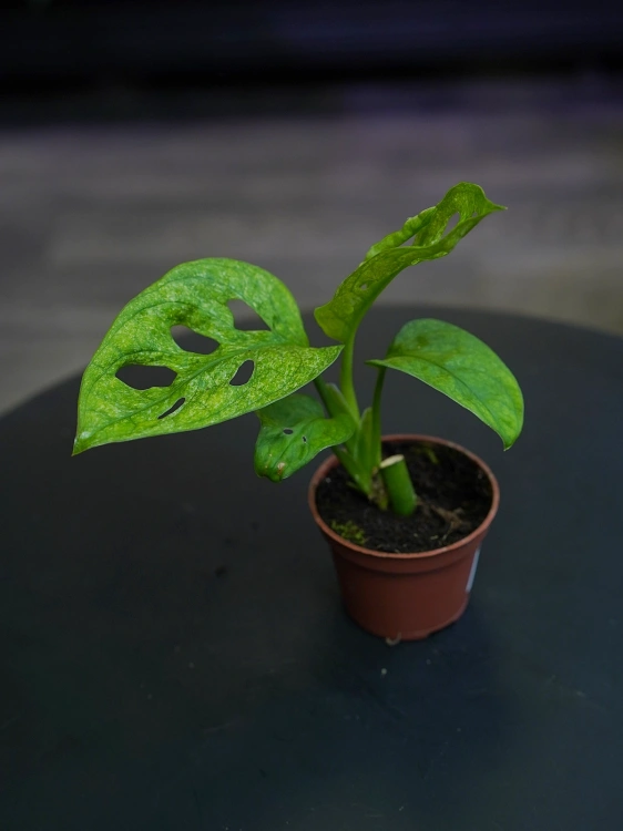 Monstera adansonii Mint ⌀6cm