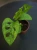 Monstera adansonii Mint ⌀6cm