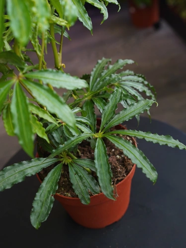 Anthurium polyschistum ⌀14cm