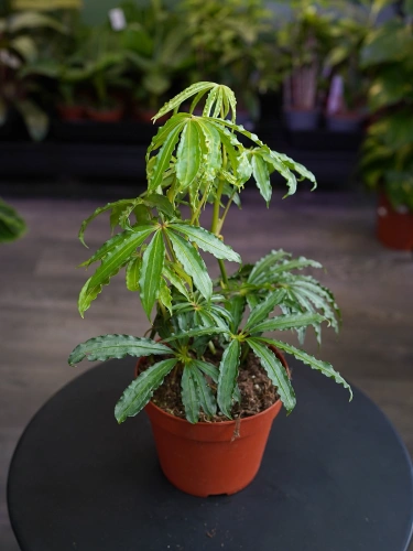 Anthurium polyschistum ⌀14cm