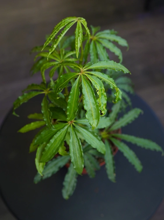 Anthurium polyschistum ⌀14cm