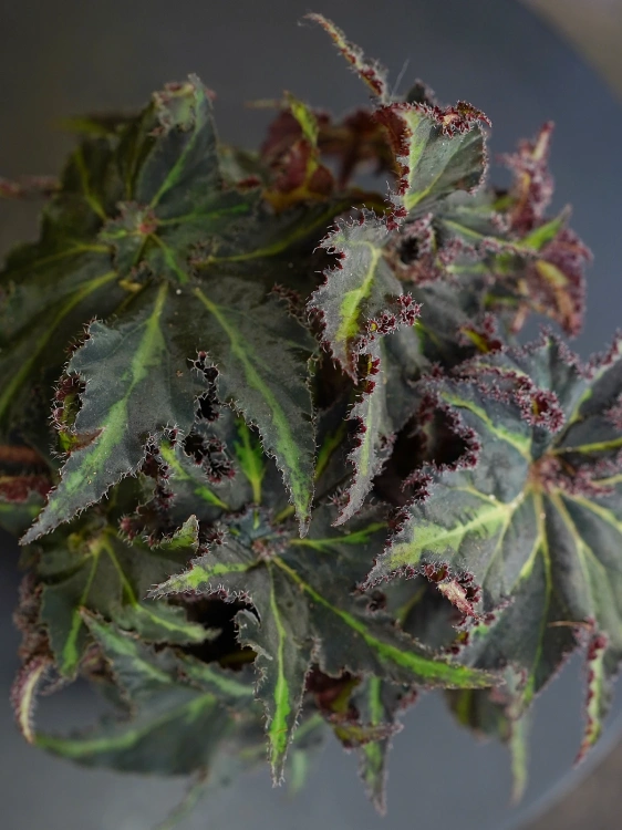 Begonia Lion Dance ⌀12cm