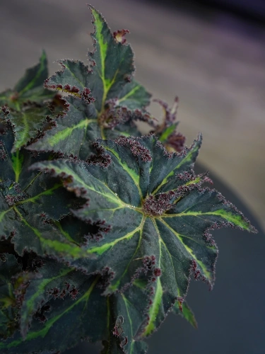 Begonia Lion Dance ⌀12cm